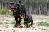 ROTTWEILER 255